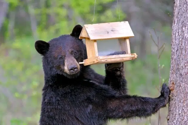 Take these steps now to prevent black bears from coming to your yard!